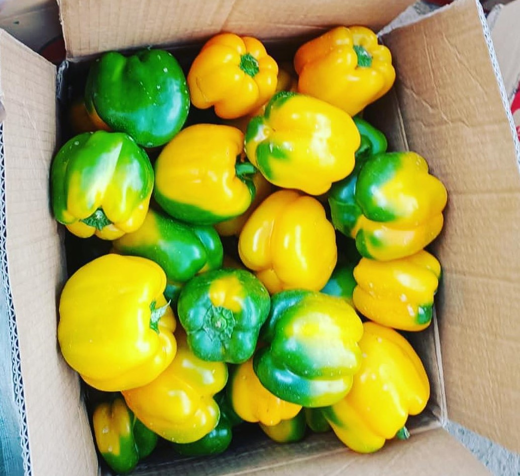 Yellow Bell Peppers