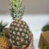 Fresh Premium Pineapple