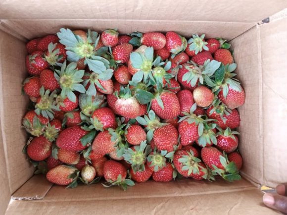 Strawberries - Image 2