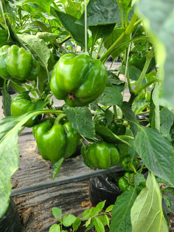 Green Bellpepper/kg - Image 2