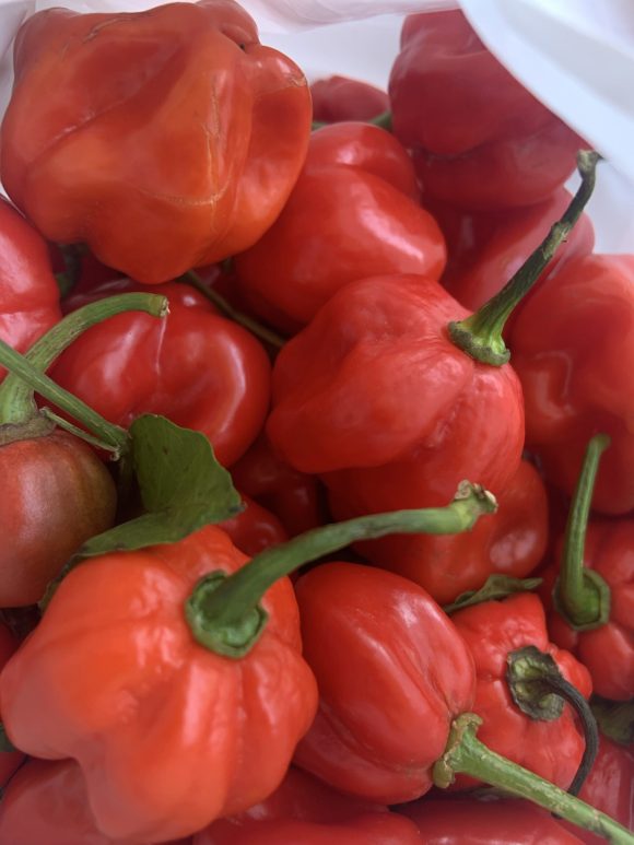 Red Habanero/kg - Image 2