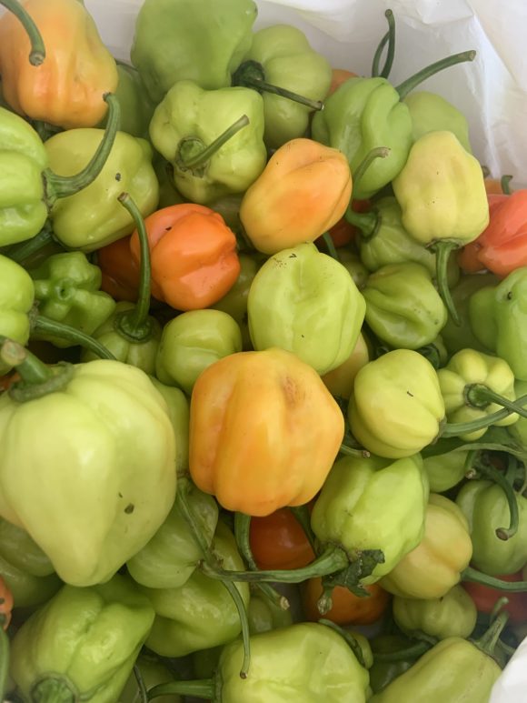 Green habanero/kg