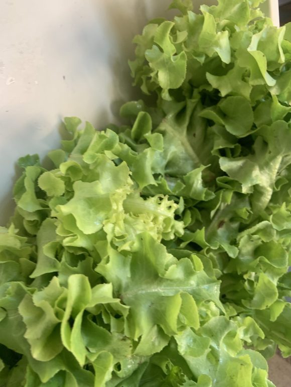 Lettuce