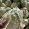 Cabbage