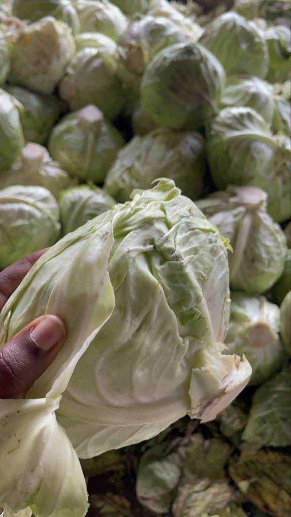 Cabbage