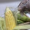 Fresh harvest sweetcorn/kg