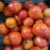 Royal tomatoes/kg