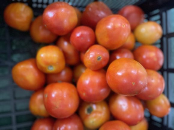 Royal tomatoes/kg