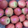 Pink lady Apple