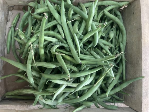 Green Beans/ pack